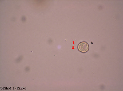 ISEM 1/Phyllanthus_casticum_28301/Phyllanthus_casticum_28301_0001(copy)_thumb.jpg